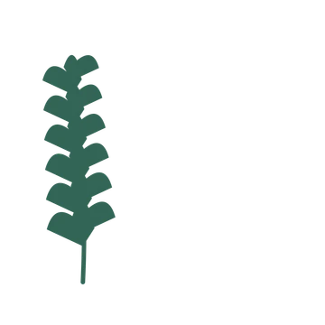 Ginkgo foliage in an corner arrangement, with 6 pairs of leaves on each stem.
