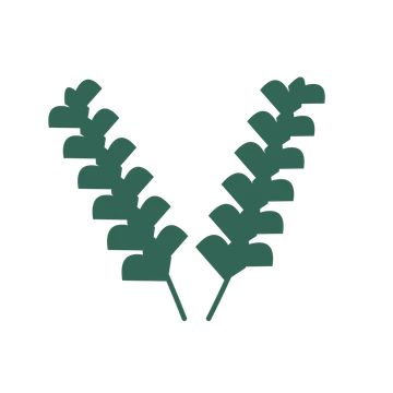 Ginkgo foliage in an paired arrangement, with 6 pairs of leaves on each stem.