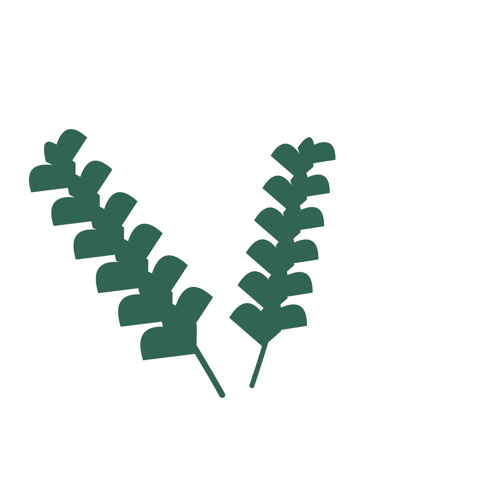 Ginkgo foliage in an spray arrangement, with 6 pairs of leaves on each stem.