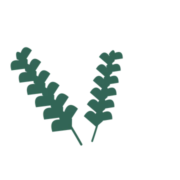 Ginkgo foliage in an spray arrangement, with 6 pairs of leaves on each stem.
