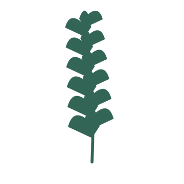 Ginkgo foliage in an upright arrangement, with 6 pairs of leaves on each stem.