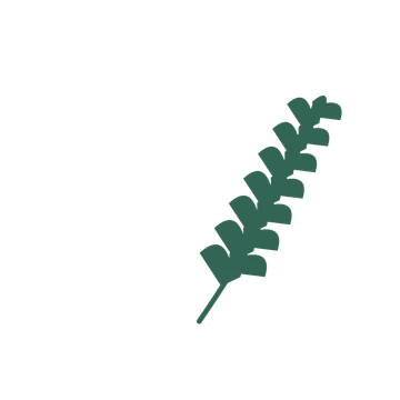 Ginkgo foliage in an arching arrangement, with 7 pairs of leaves on each stem.