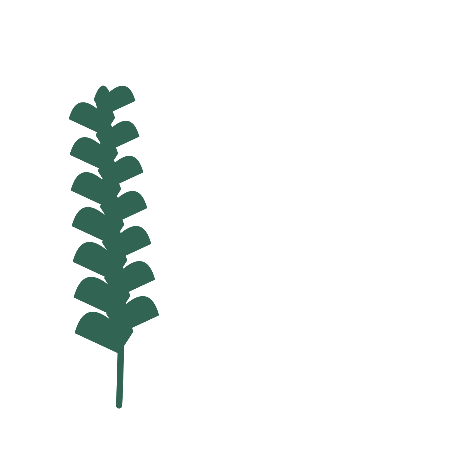 Ginkgo foliage in an corner arrangement, with 7 pairs of leaves on each stem.