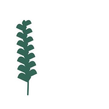 Ginkgo foliage in an corner arrangement, with 7 pairs of leaves on each stem.