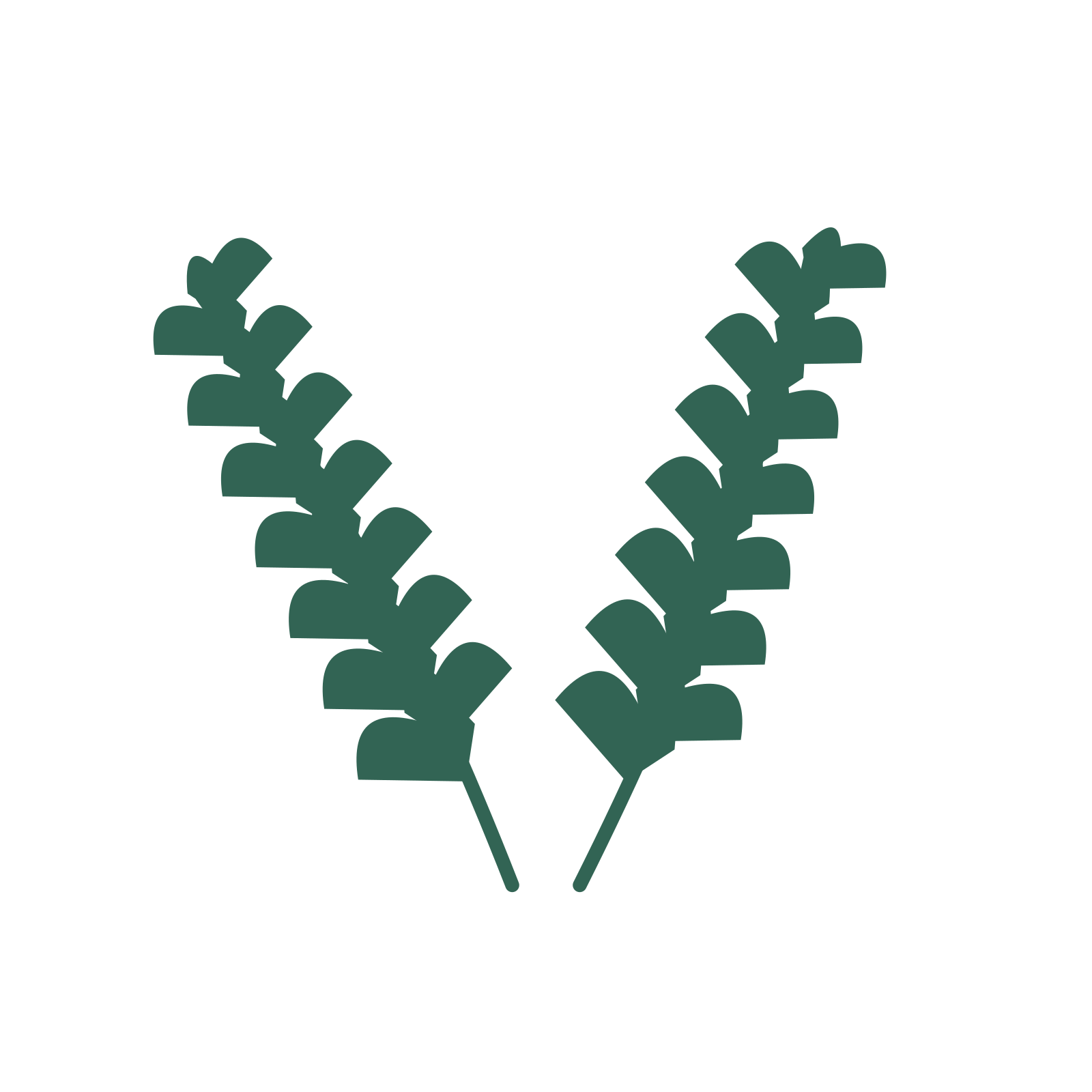 Ginkgo foliage in an paired arrangement, with 7 pairs of leaves on each stem.