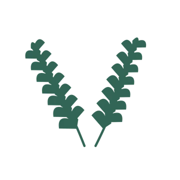 Ginkgo foliage in an paired arrangement, with 7 pairs of leaves on each stem.
