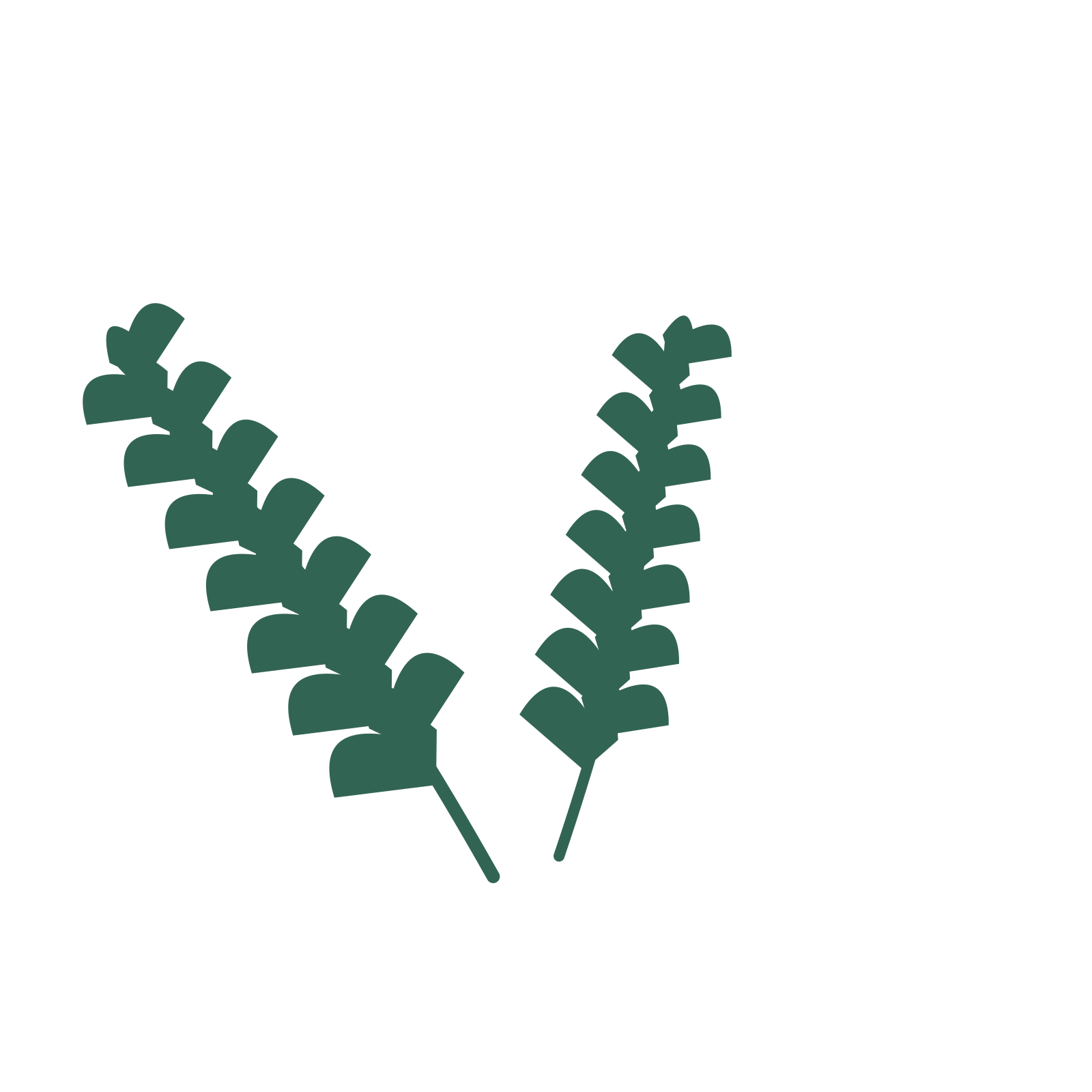 Ginkgo foliage in an spray arrangement, with 7 pairs of leaves on each stem.