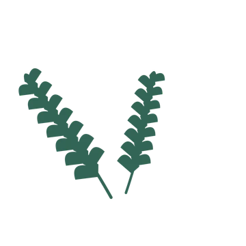 Ginkgo foliage in an spray arrangement, with 7 pairs of leaves on each stem.