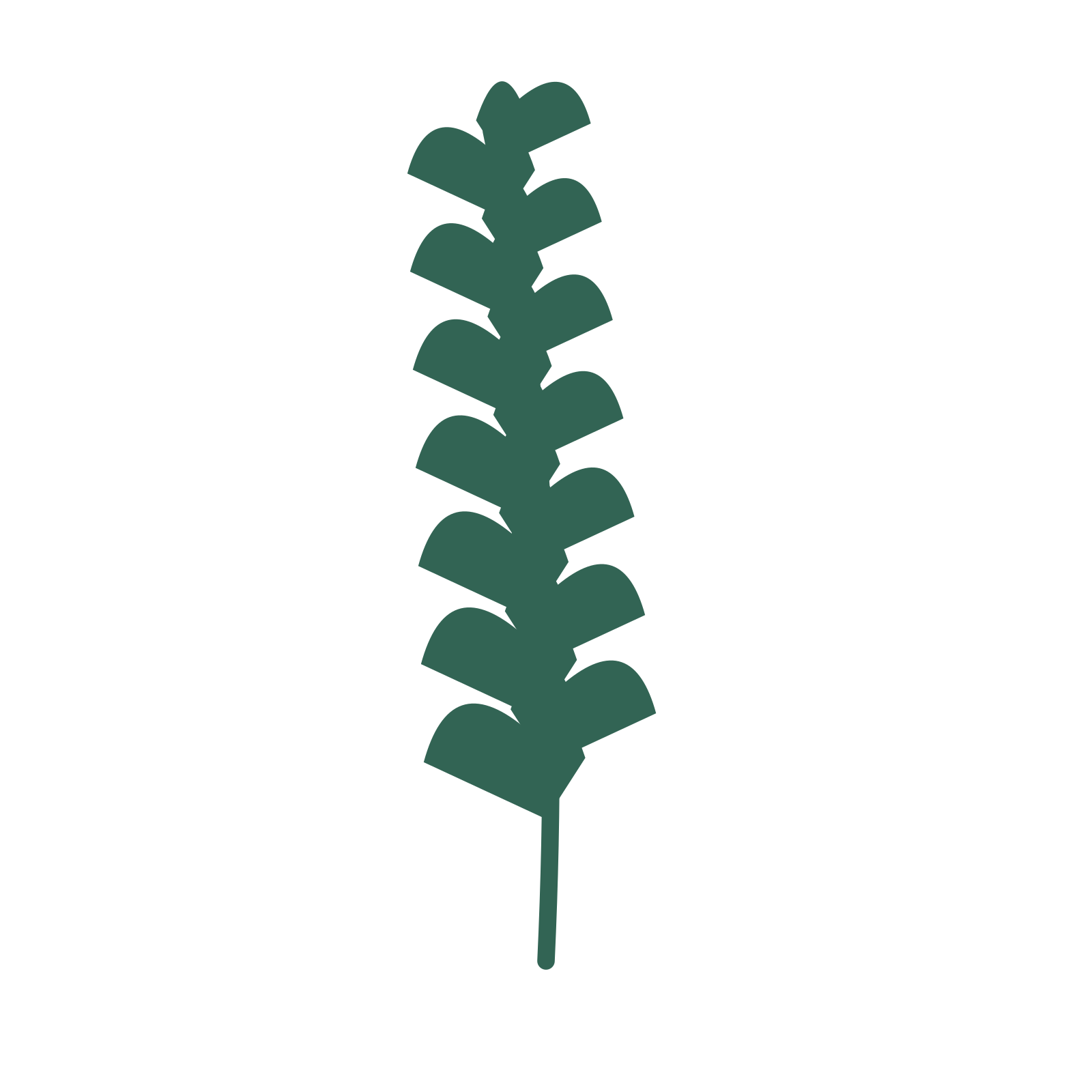 Ginkgo foliage in an upright arrangement, with 7 pairs of leaves on each stem.
