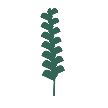 Ginkgo foliage in an upright arrangement, with 7 pairs of leaves on each stem.