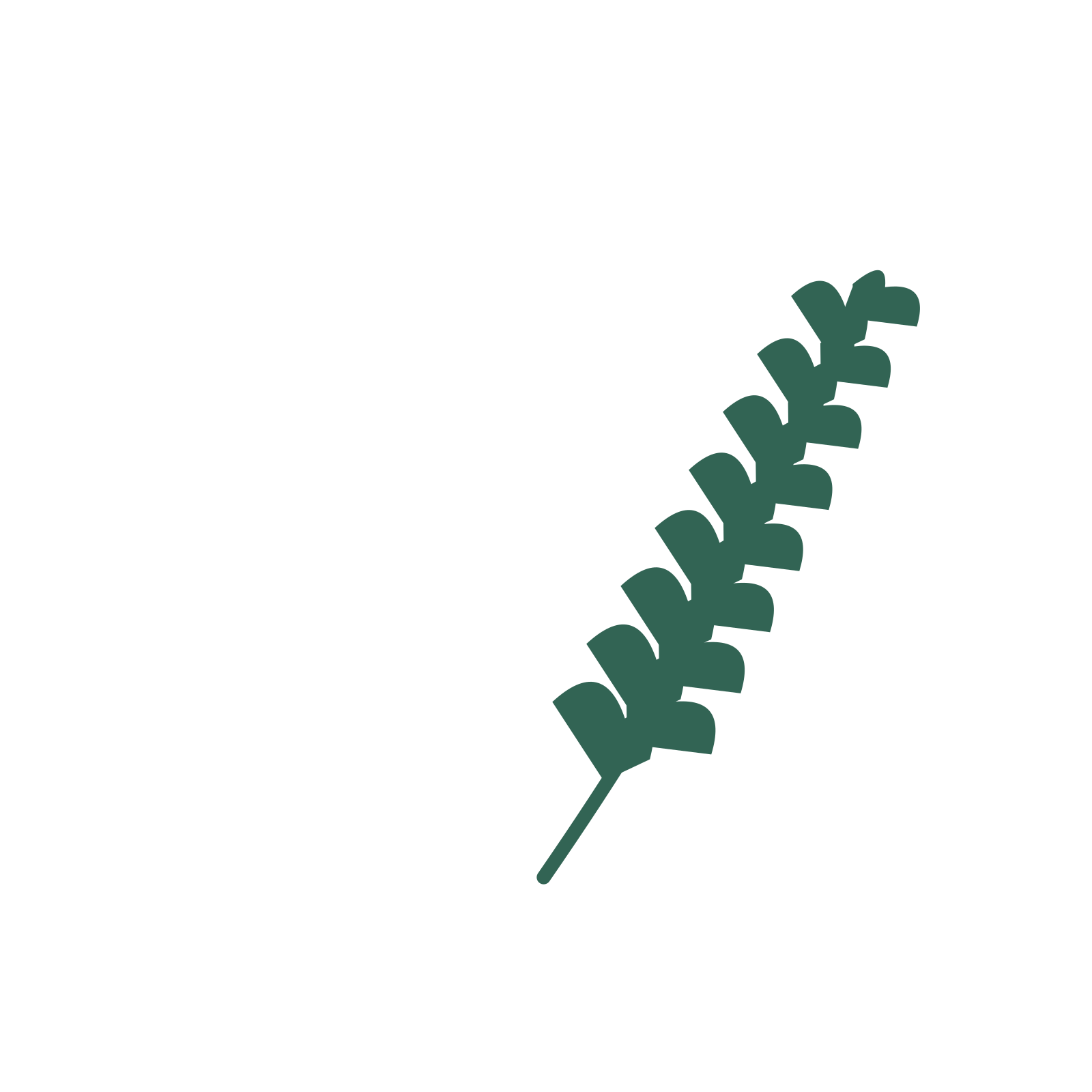 Ginkgo foliage in an arching arrangement, with 8 pairs of leaves on each stem.