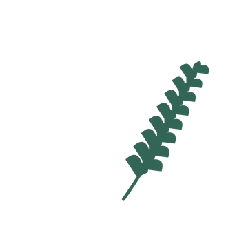 Ginkgo foliage in an arching arrangement, with 8 pairs of leaves on each stem.