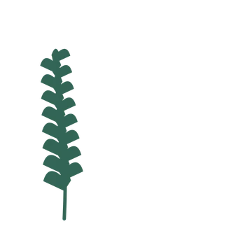 Ginkgo foliage in an corner arrangement, with 8 pairs of leaves on each stem.