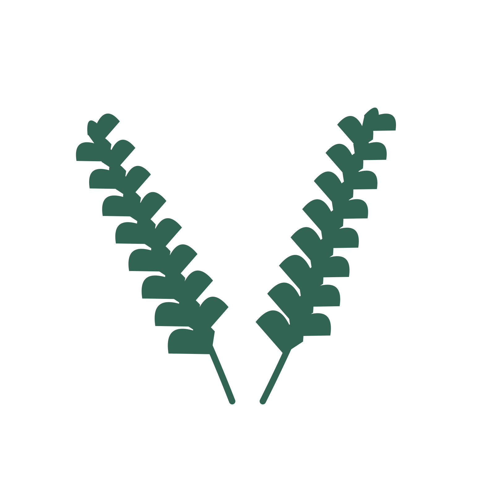 Ginkgo foliage in an paired arrangement, with 8 pairs of leaves on each stem.
