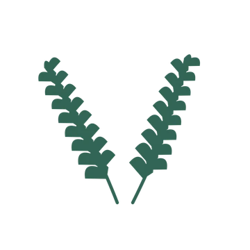 Ginkgo foliage in an paired arrangement, with 8 pairs of leaves on each stem.