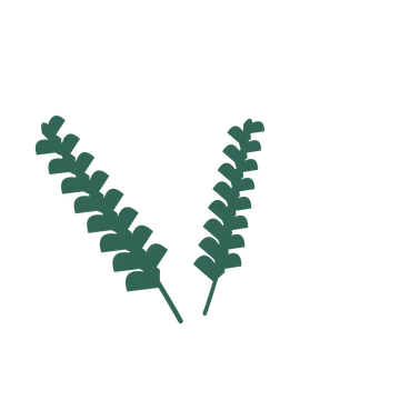 Ginkgo foliage in an spray arrangement, with 8 pairs of leaves on each stem.