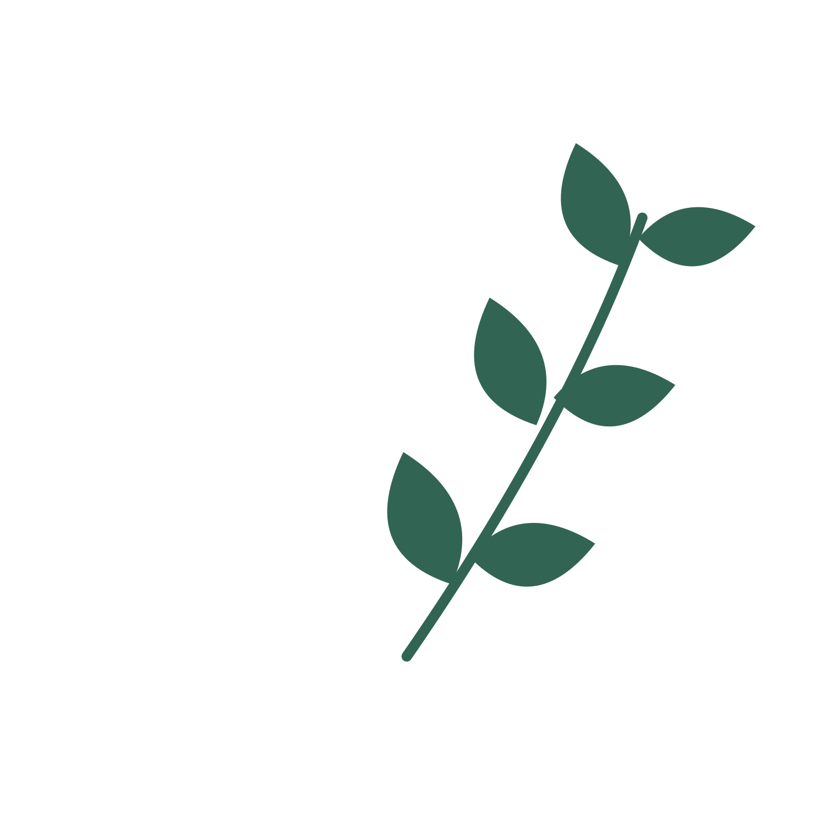 Laurel foliage in an arching arrangement, with 3 pairs of leaves on each stem.