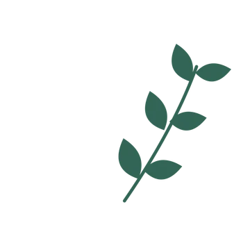 Laurel foliage in an arching arrangement, with 3 pairs of leaves on each stem.