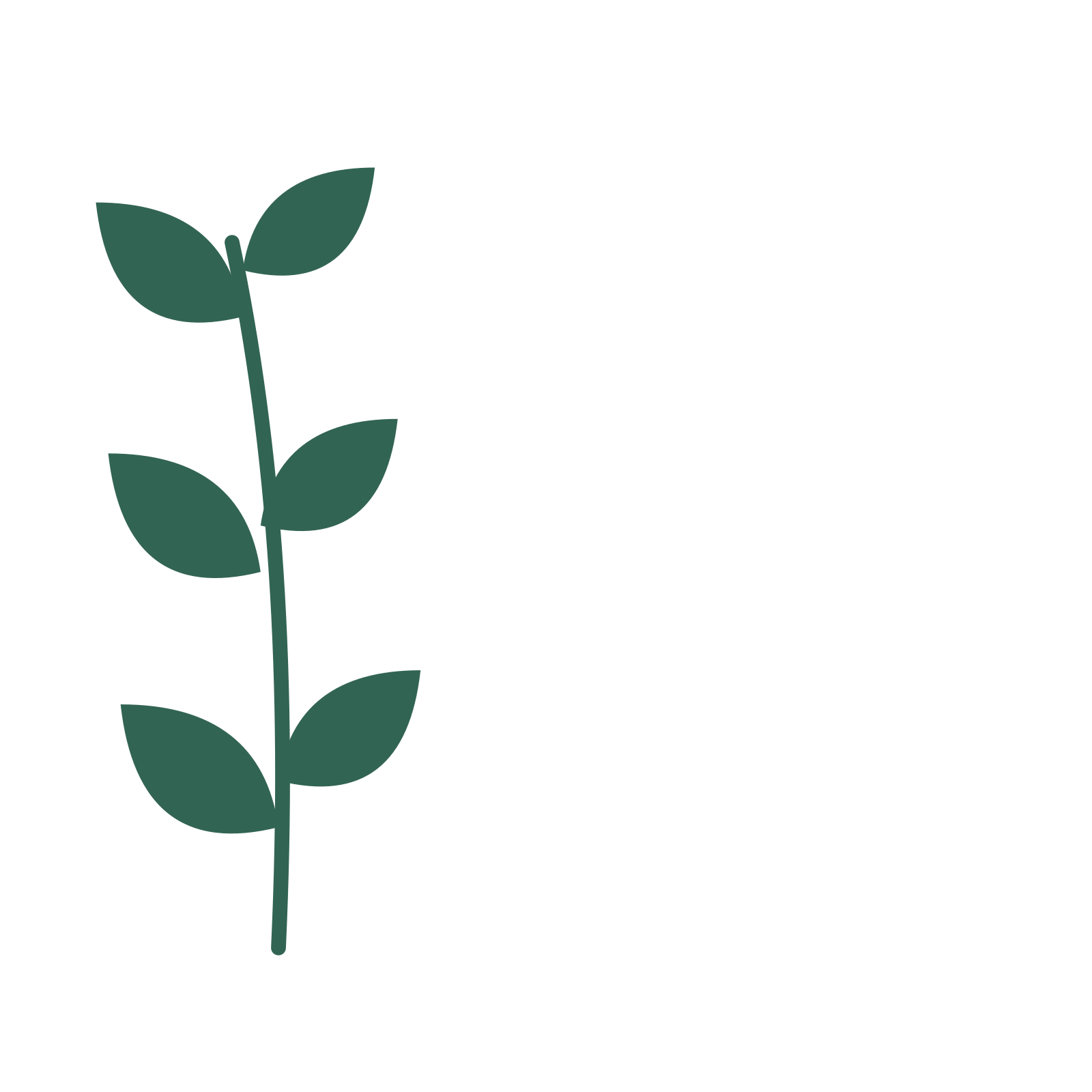 Laurel foliage in an corner arrangement, with 3 pairs of leaves on each stem.