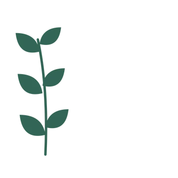 Laurel foliage in an corner arrangement, with 3 pairs of leaves on each stem.