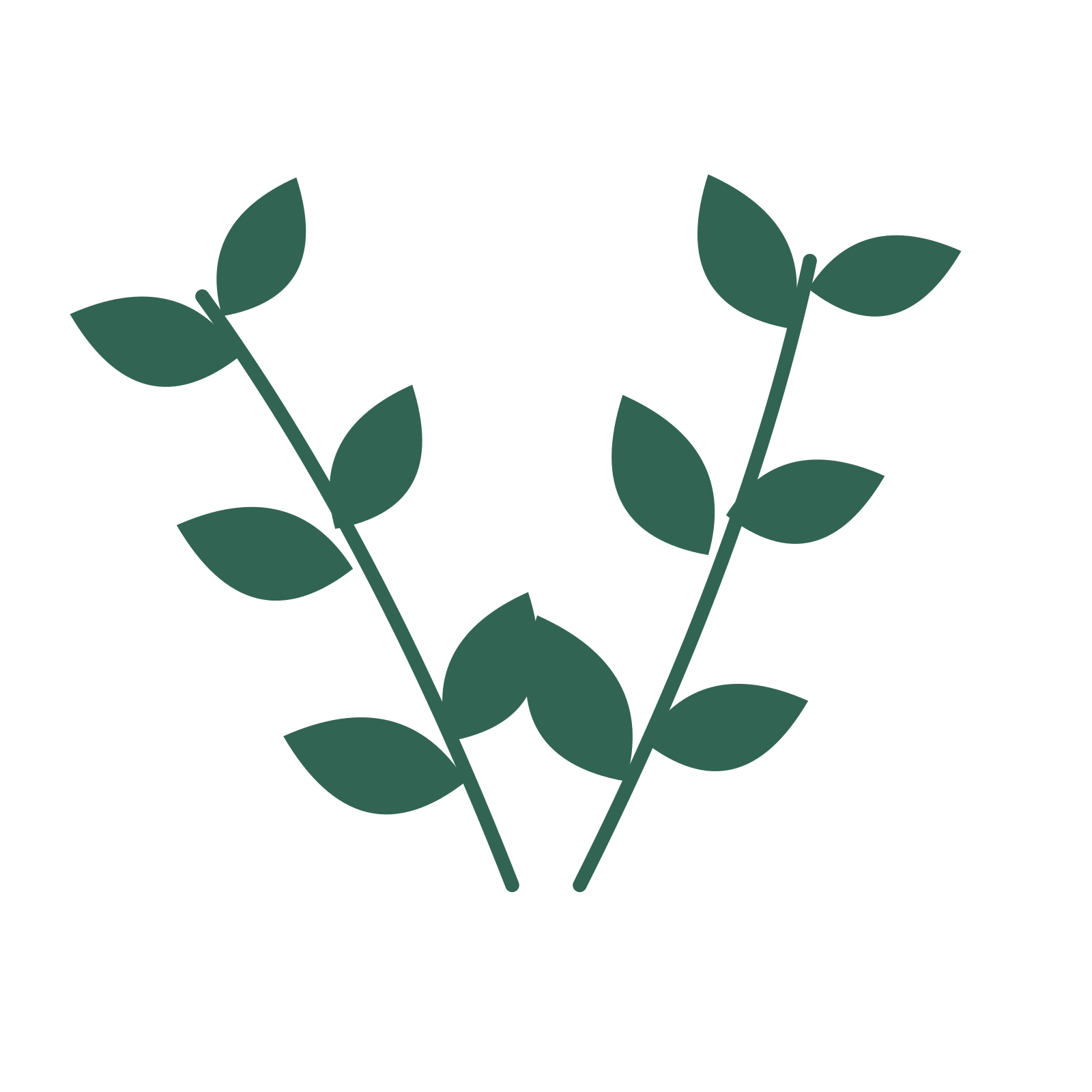 Laurel foliage in an paired arrangement, with 3 pairs of leaves on each stem.