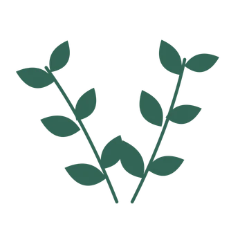 Laurel foliage in an paired arrangement, with 3 pairs of leaves on each stem.