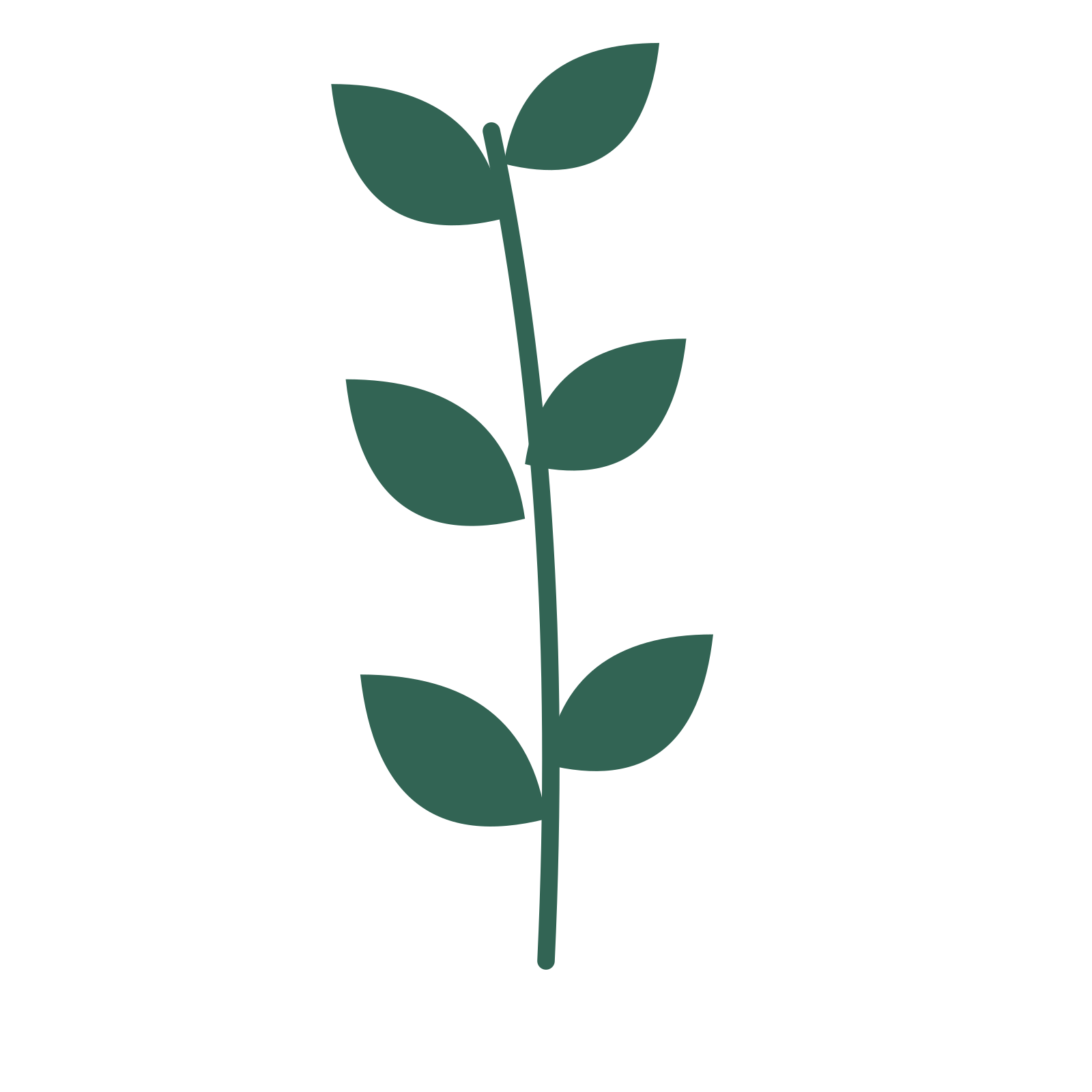 Laurel foliage in an upright arrangement, with 3 pairs of leaves on each stem.