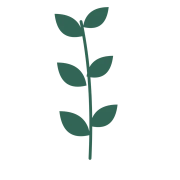 Laurel foliage in an upright arrangement, with 3 pairs of leaves on each stem.