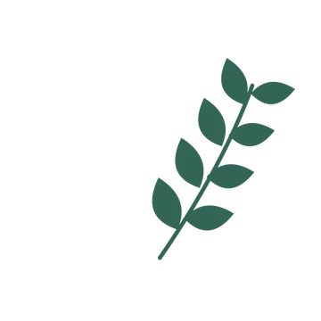 Laurel foliage in an arching arrangement, with 4 pairs of leaves on each stem.