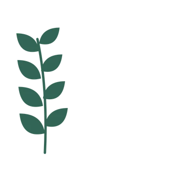 Laurel foliage in an corner arrangement, with 4 pairs of leaves on each stem.