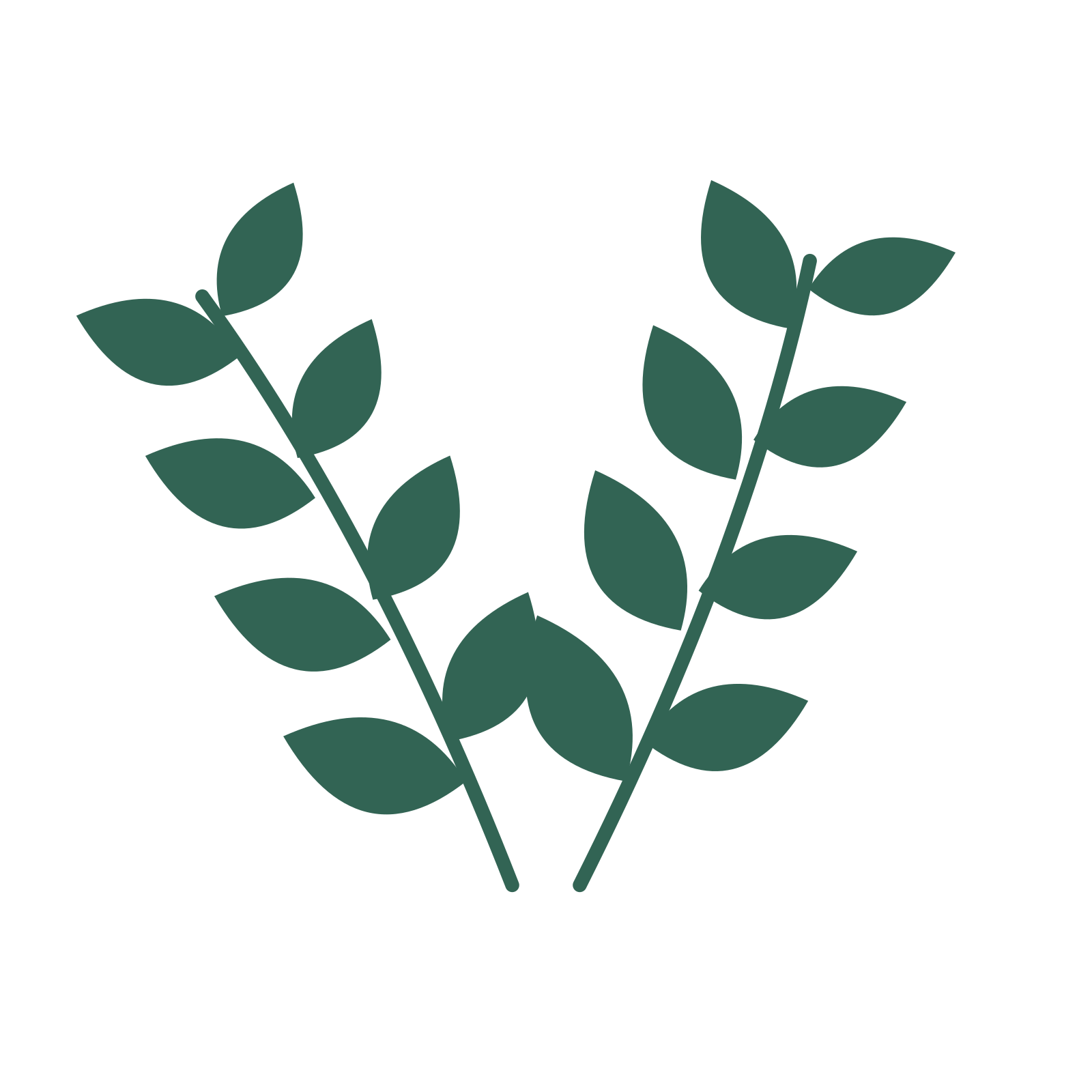 Laurel foliage in an paired arrangement, with 4 pairs of leaves on each stem.