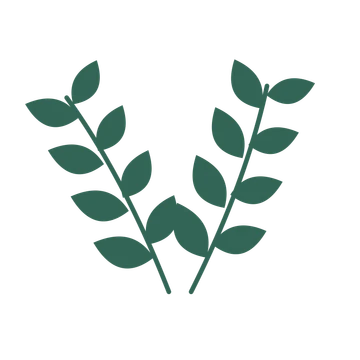 Laurel foliage in an paired arrangement, with 4 pairs of leaves on each stem.