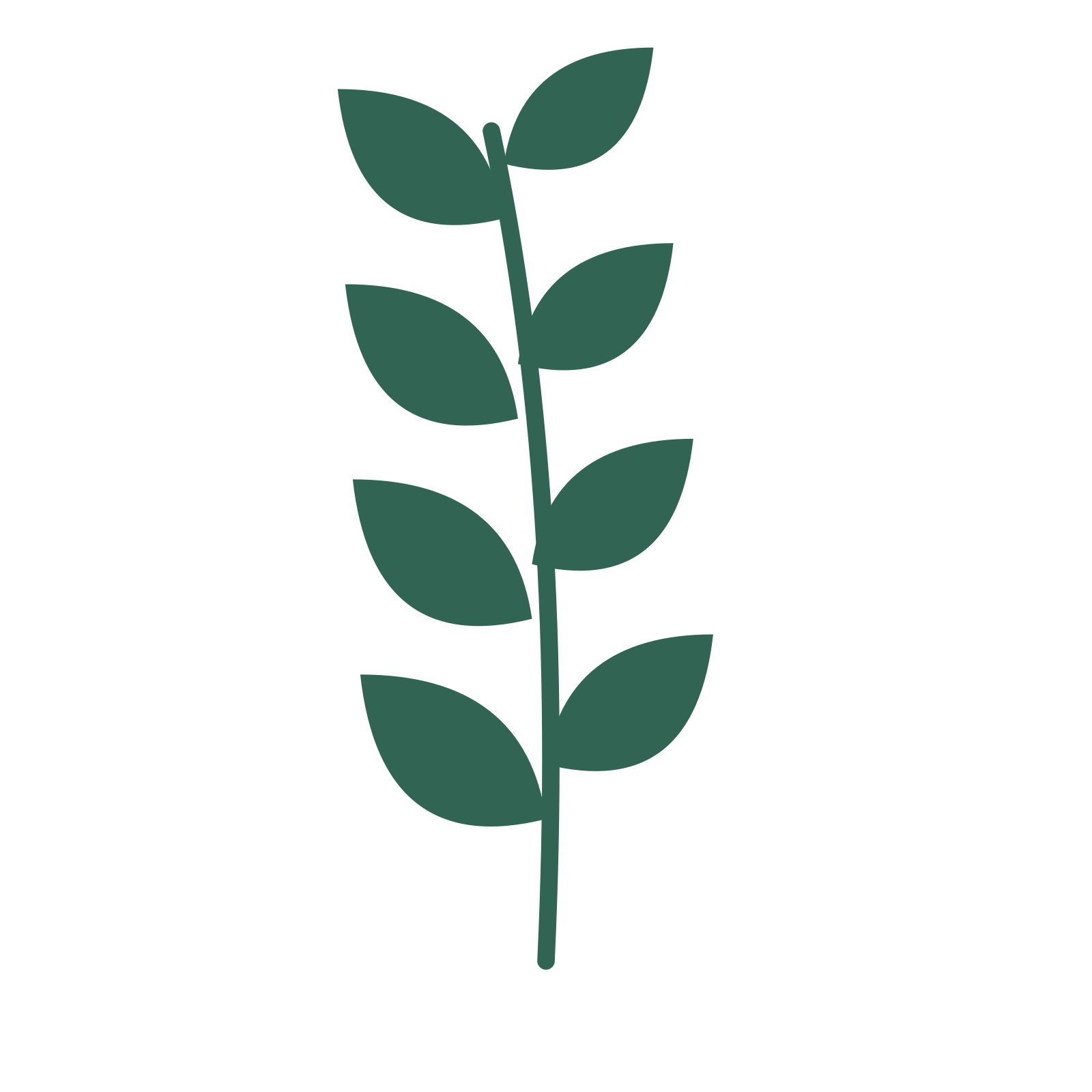 Laurel foliage in an upright arrangement, with 4 pairs of leaves on each stem.