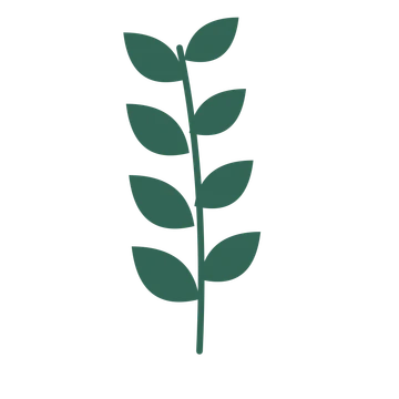 Laurel foliage in an upright arrangement, with 4 pairs of leaves on each stem.