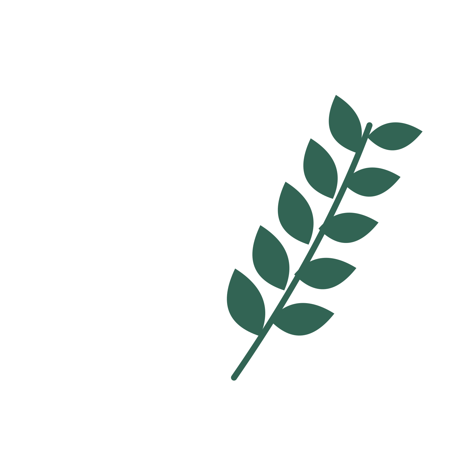 Laurel foliage in an arching arrangement, with 5 pairs of leaves on each stem.