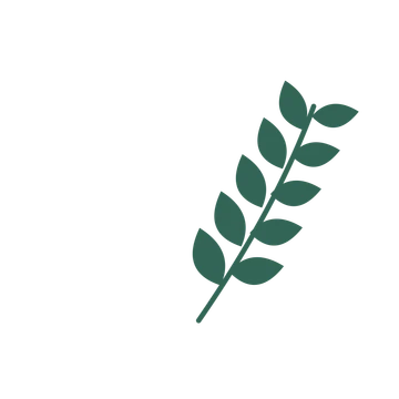 Laurel foliage in an arching arrangement, with 5 pairs of leaves on each stem.