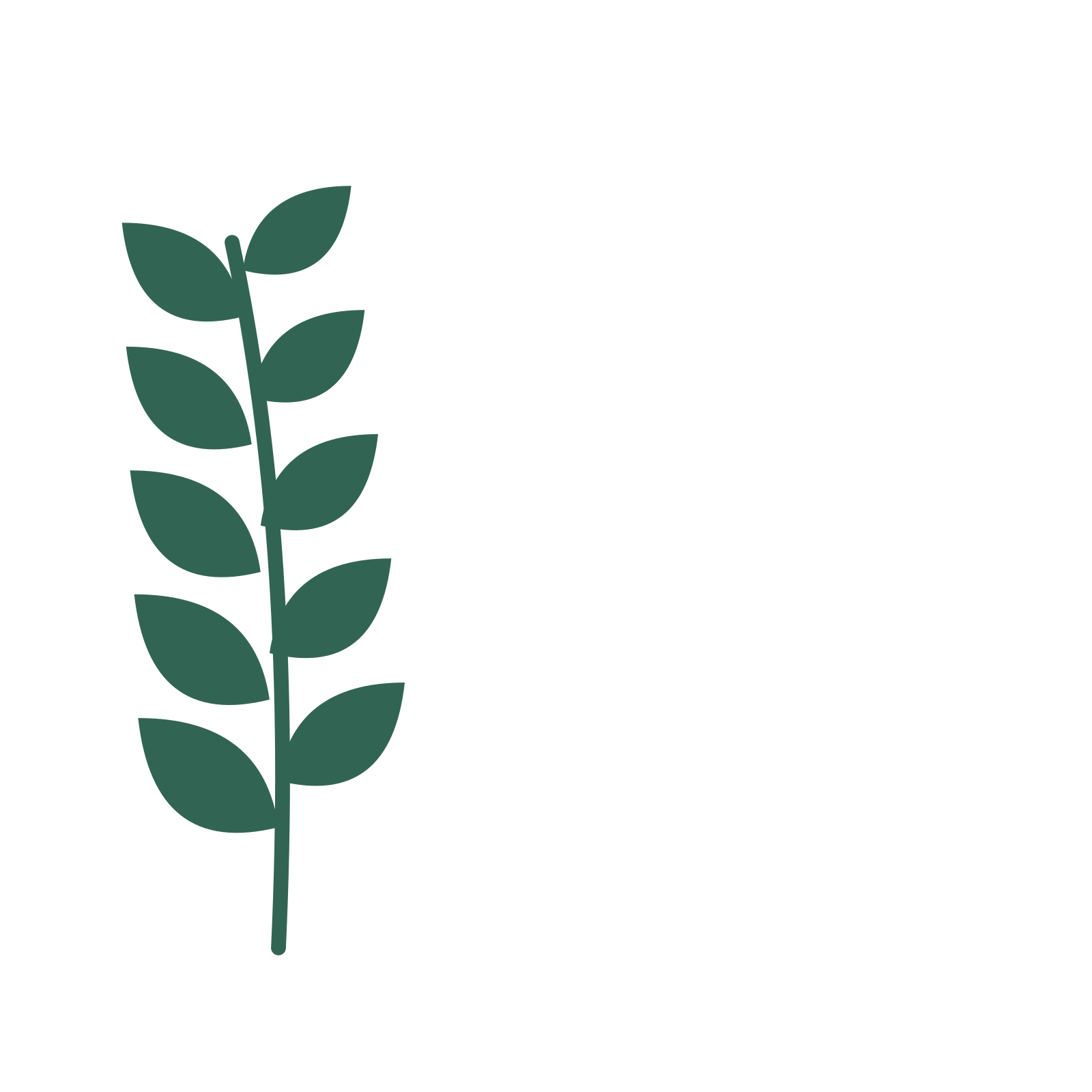 Laurel foliage in an corner arrangement, with 5 pairs of leaves on each stem.