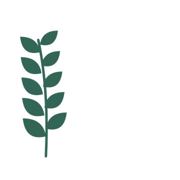 Laurel foliage in an corner arrangement, with 5 pairs of leaves on each stem.