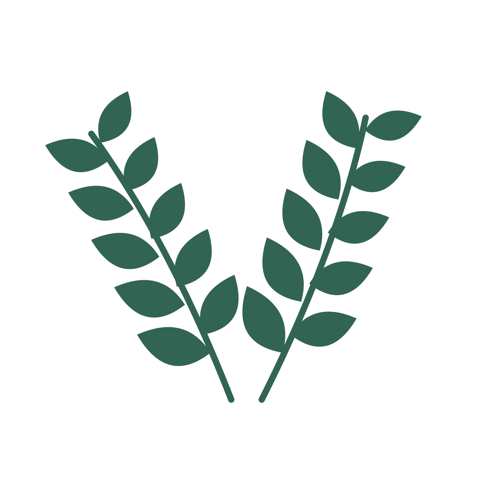 Laurel foliage in an paired arrangement, with 5 pairs of leaves on each stem.