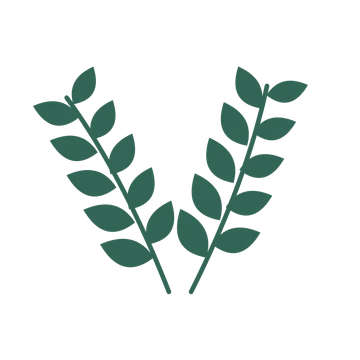 Laurel foliage in an paired arrangement, with 5 pairs of leaves on each stem.