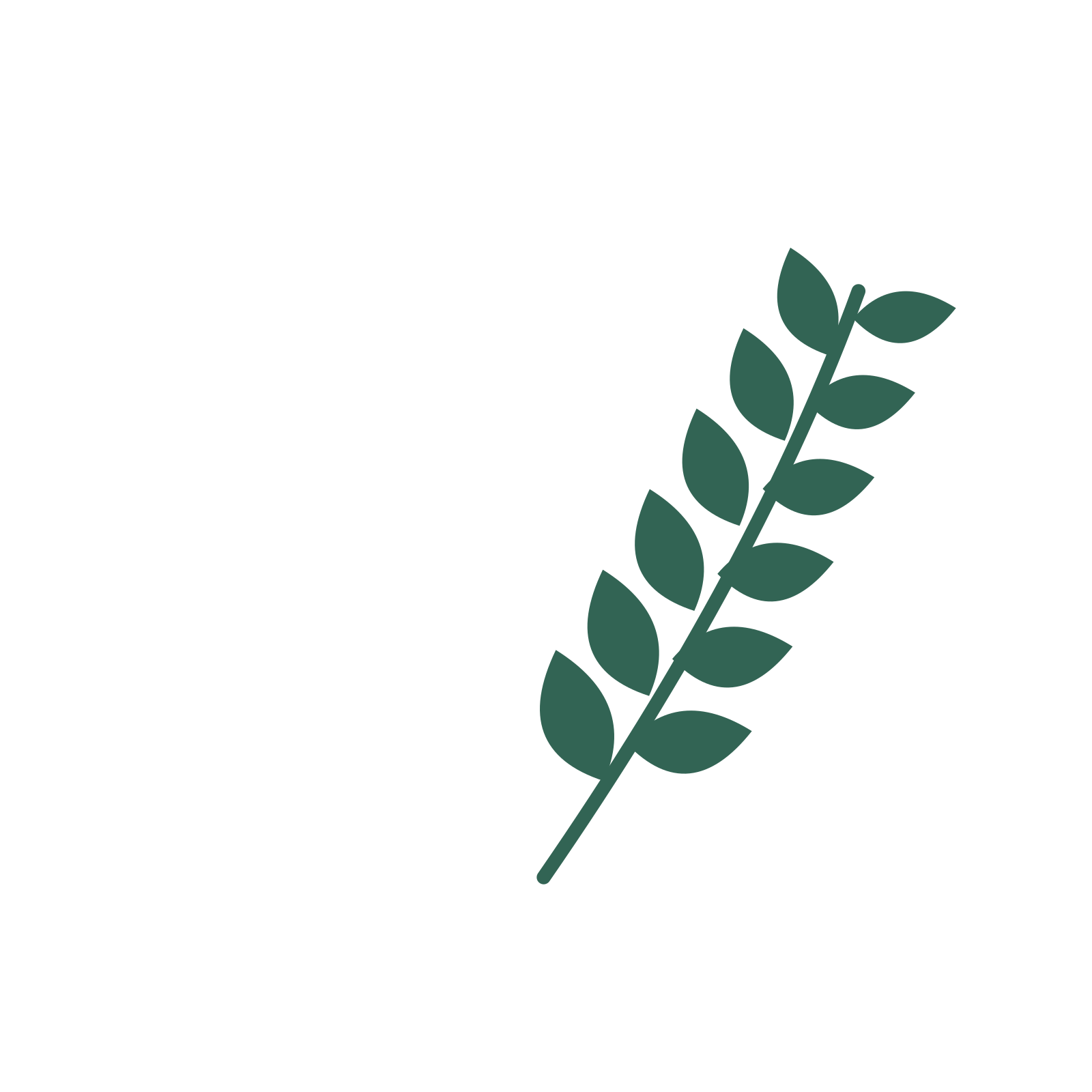 Laurel foliage in an arching arrangement, with 6 pairs of leaves on each stem.
