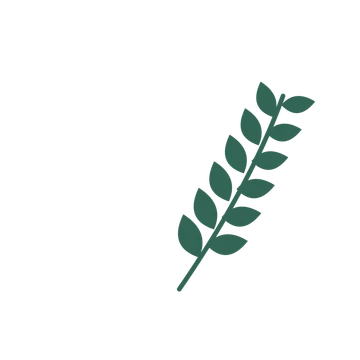Laurel foliage in an arching arrangement, with 6 pairs of leaves on each stem.