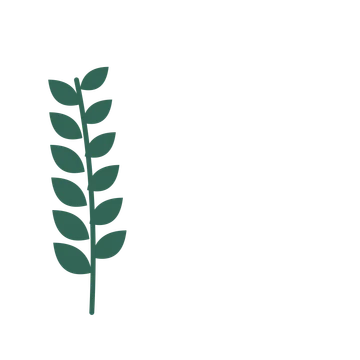 Laurel foliage in an corner arrangement, with 6 pairs of leaves on each stem.