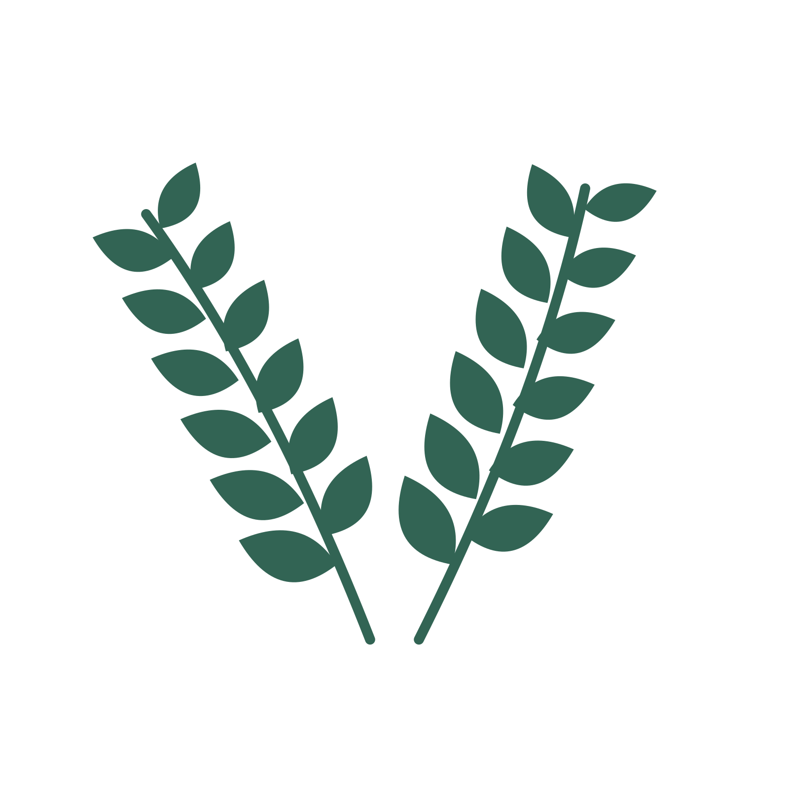 Laurel foliage in an paired arrangement, with 6 pairs of leaves on each stem.