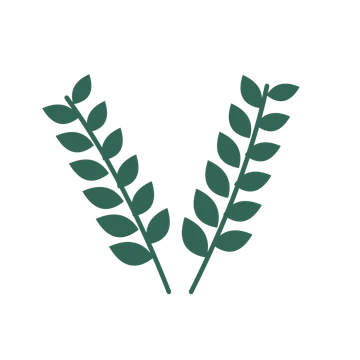 Laurel foliage in an paired arrangement, with 6 pairs of leaves on each stem.