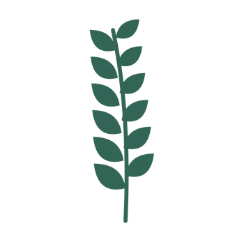 Laurel foliage in an upright arrangement, with 6 pairs of leaves on each stem.