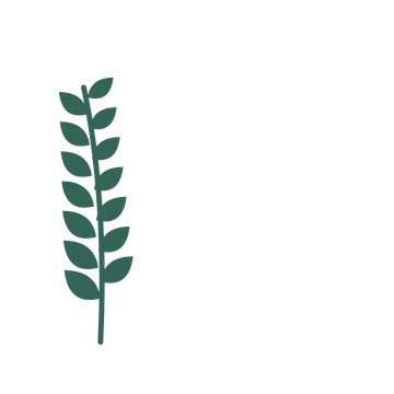 Laurel foliage in an corner arrangement, with 7 pairs of leaves on each stem.