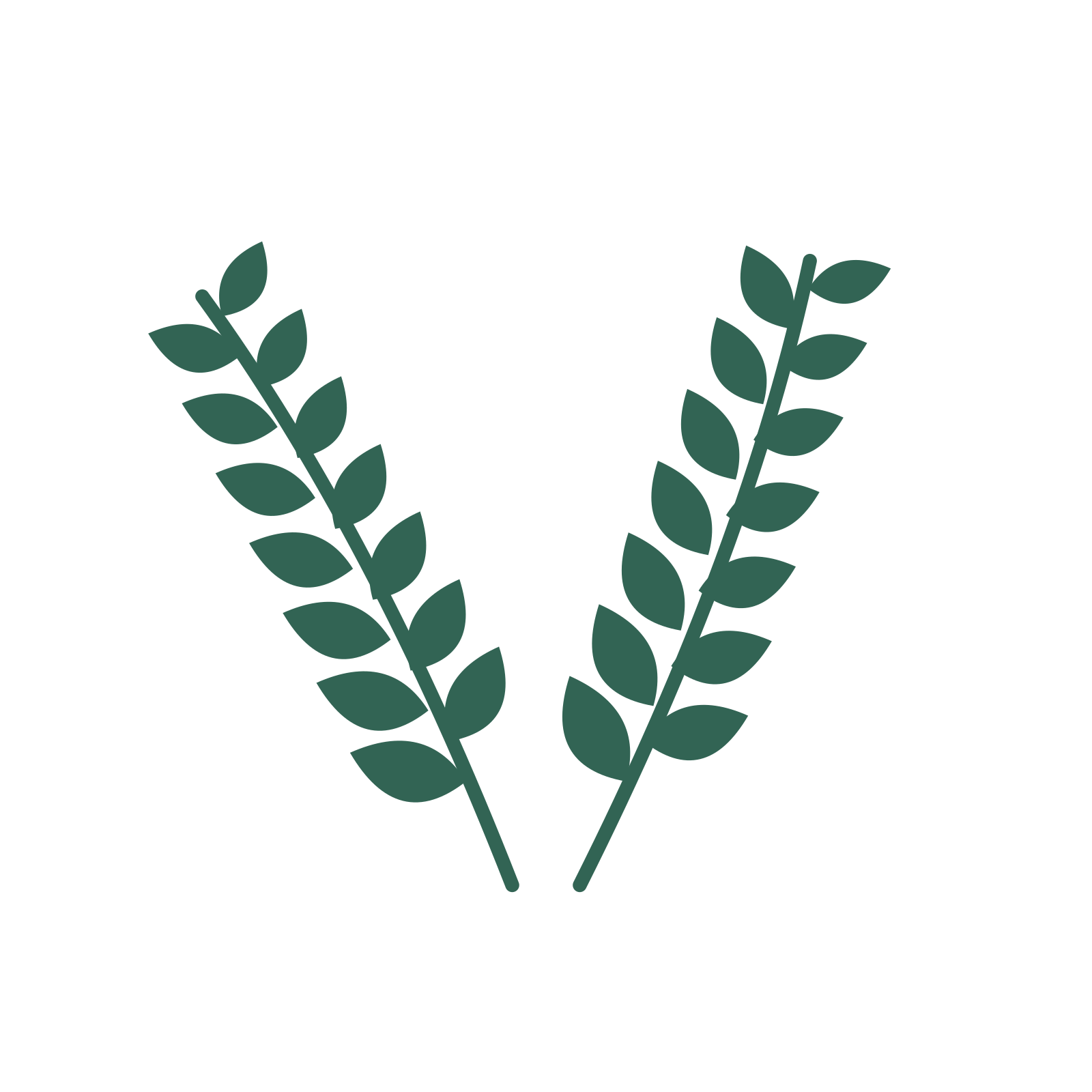 Laurel foliage in an paired arrangement, with 7 pairs of leaves on each stem.