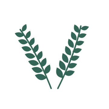 Laurel foliage in an paired arrangement, with 7 pairs of leaves on each stem.