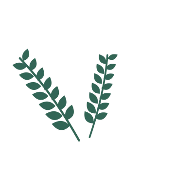 Laurel foliage in an spray arrangement, with 7 pairs of leaves on each stem.